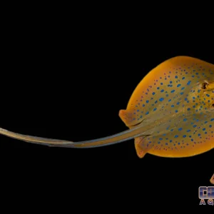 Stingray - Blue Spotted Ribbontail