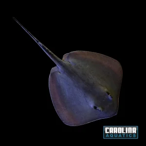 Stingray - Southern