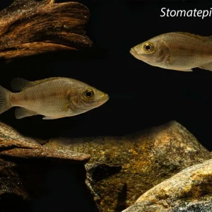 Stomatepia pindu