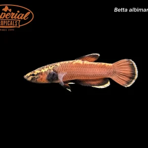 Strawberry Betta "Sebuku"