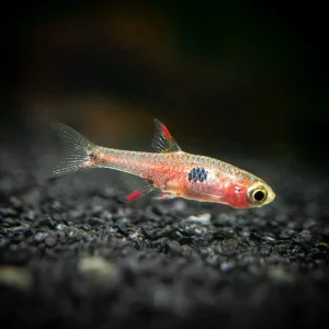 Strawberry Rasbora (Boraras naevus)