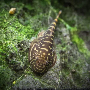 Striped Borneo Sucker (Gastromyzon zebrinus)
