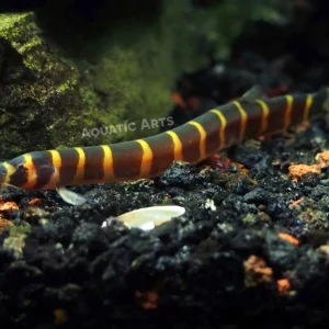 Striped Kuhli Loach (Pangio semicincta/kuhlii)