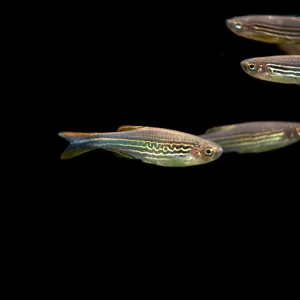 Striped Kyathit AKA Orange Finned Danio (Brachydanio kyathit), Tank-Bred!