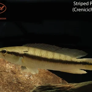 Striped Pike Cichlid