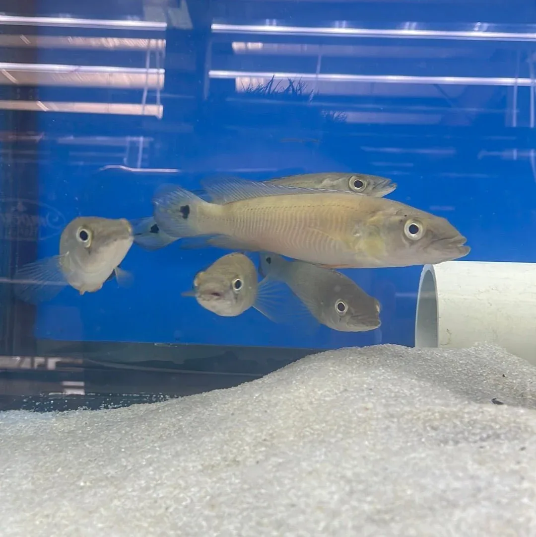 Striped Pike Cichlid - Image 2