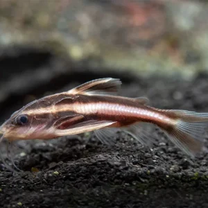 Striped Raphael AKA Talking Catfish (Platydoras armatulus), Captive-Bred!