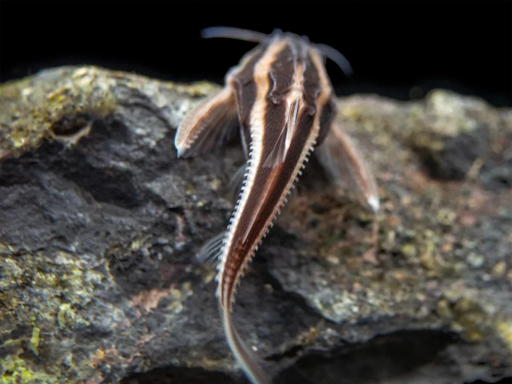 Striped Raphael AKA Talking Catfish (Platydoras armatulus), Captive-Bred! - Image 2