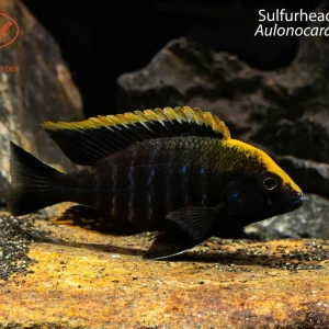 Sulfurhead Peacock