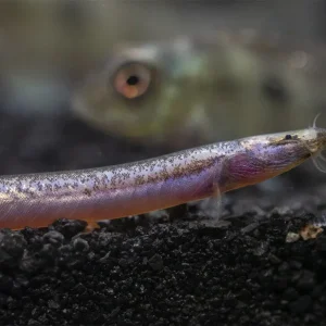Sumatran Neon Loach (Pangio bitaimac)