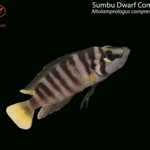 Sumbu Dwarf Compressiceps