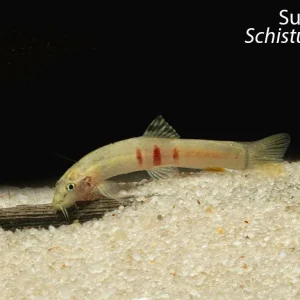 Sumo Loach