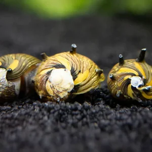 Sun Thorn Nerite Snails (Clithon donovani)