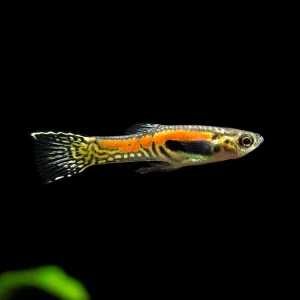 Sunburst Cobra Endler’s Livebearer (Poecilia wingei "Sunburst Cobra") - Male, Tank-Bred