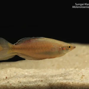 Sungai Klasam Rainbowfish