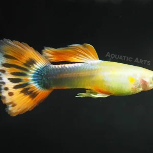 Sunray Guppy, Male (Poecilia reticulata) - Tank-Bred!