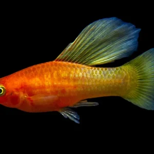 Sunrise Hi Fin Platy (Xiphophorus maculatus) - Tank-Bred!