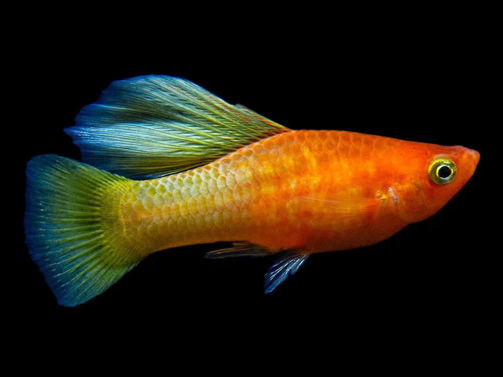 Sunrise Hi Fin Platy (Xiphophorus maculatus) - Tank-Bred! - Image 2