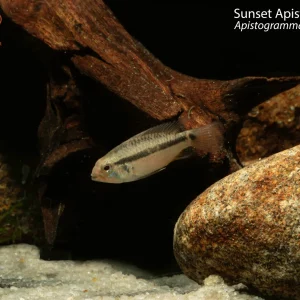 Sunset Apistogramma