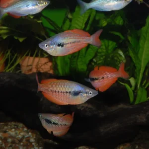 Sunset Dwarf Rainbowfish