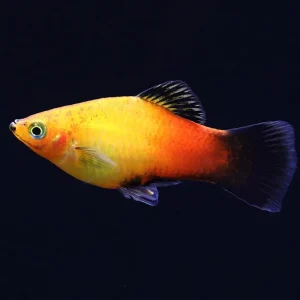 Sunset Fire Red Wag Platy (Xiphophorus maculatus) - Tank Bred