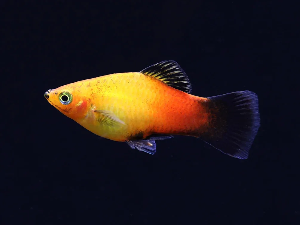 Sunset Fire Red Wag Platy (Xiphophorus maculatus) - Tank Bred