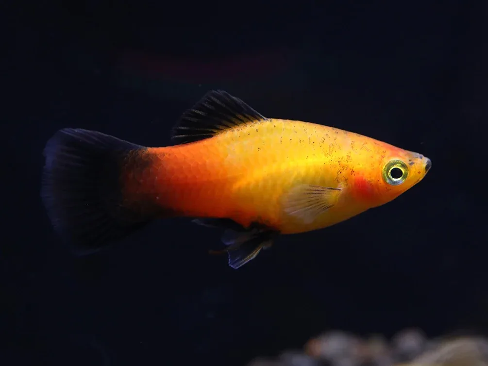 Sunset Fire Red Wag Platy (Xiphophorus maculatus) - Tank Bred - Image 2