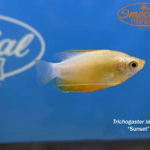Sunset Thicklip Gourami