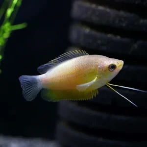 Sunset Thicklip Gourami (Trichogaster labiosa) - Tank Bred