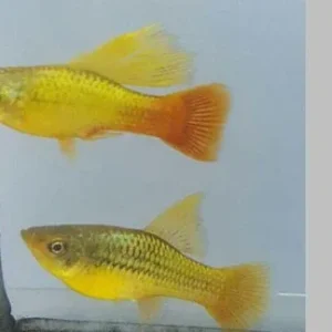 Sunset Variatus Platy