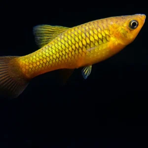 Sunset Variatus Platy (Xiphophorus variatus) - Tank-Bred!