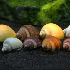 SUPER DELUXE Multi-Color Mystery Snail Combo Pack (Pomacea bridgesii) - Tank-Bred!