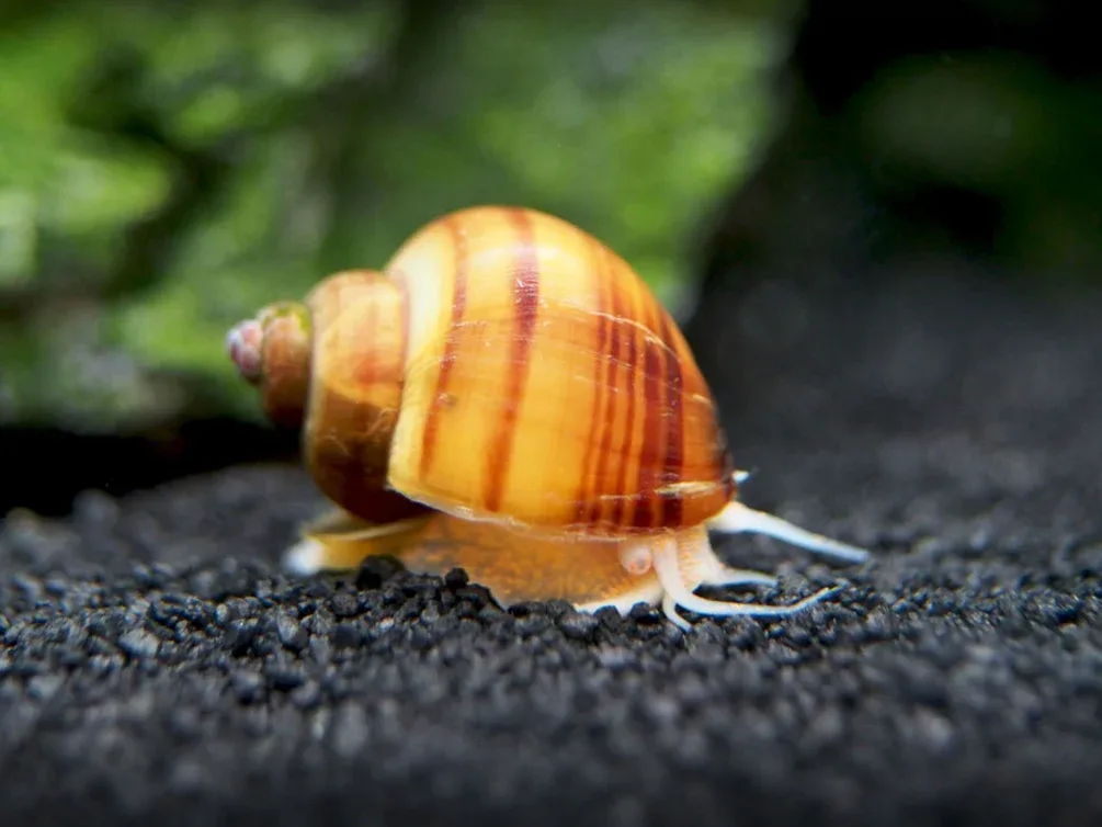 SUPER DELUXE Multi-Color Mystery Snail Combo Pack (Pomacea bridgesii) - Tank-Bred! - Image 2