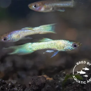 Super Platinum Guppy (Poecilia reticulata) – Bred by Aquatic Arts
