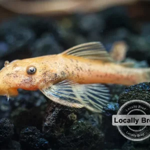 Super Red Bristlenose Pleco (Ancistrus sp. "Super Red"), Locally Bred