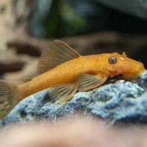 Super Red Bristlenose Pleco (Ancistrus sp. "Super Red"), USA Bred