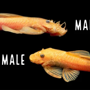 Super Red Bristlenose Pleco (Ancistrus sp.), TANK-BRED!