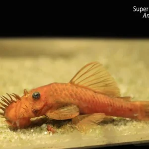 Super Red Bushynose