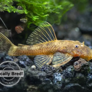 Super Red Calico Bristlenose Pleco (Ancistrus sp.), Locally-Bred