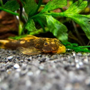 Super Red Calico Bristlenose Pleco (Ancistrus sp.) - USA Bred!