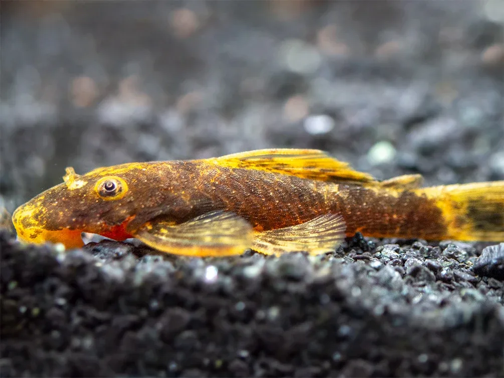 Super Red Calico Bristlenose Pleco (Ancistrus sp.) - USA Bred! - Image 2