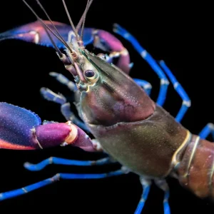 Super Red Crayfish (Cherax boesemani)
