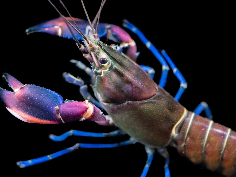 Super Red Crayfish (Cherax boesemani)