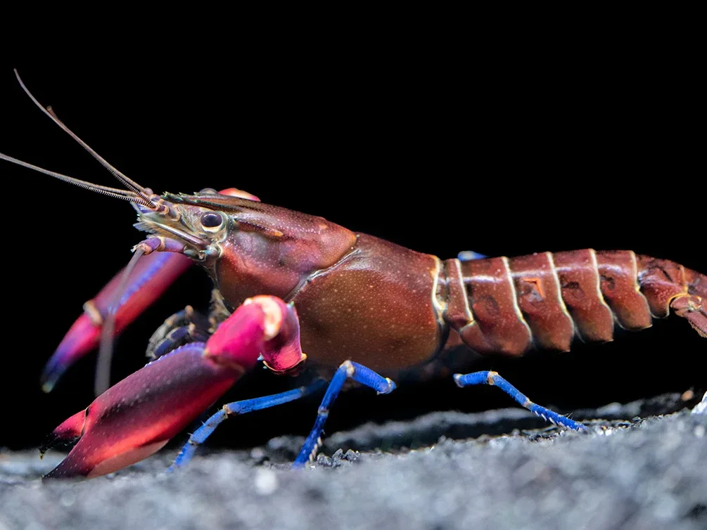 Super Red Crayfish (Cherax boesemani) - Image 2