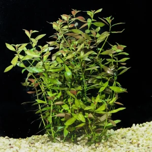 Super Red Ludwigia | SD-2
