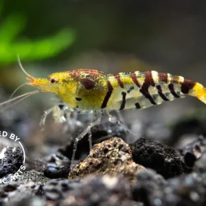 Super Tiger Shrimp (Caridina cf. cantonensis), BREDBY: Aquatic Arts