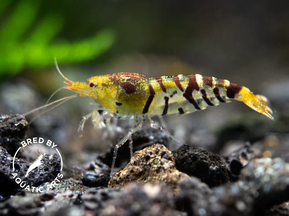 Super Tiger Shrimp (Caridina cf. cantonensis), BREDBY: Aquatic Arts