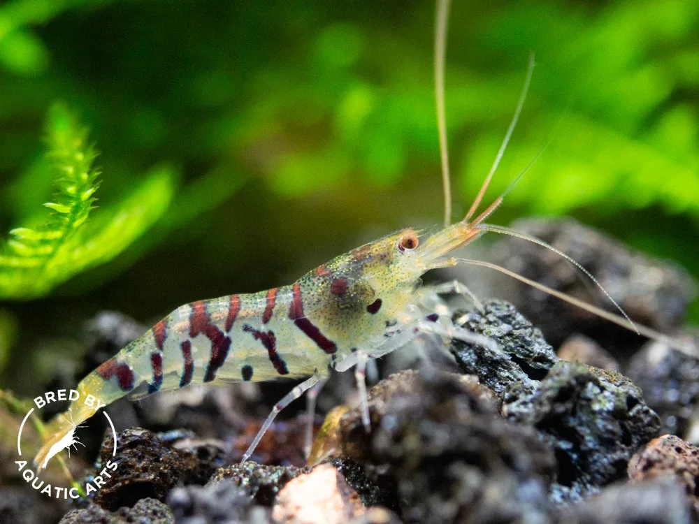 Super Tiger Shrimp (Caridina cf. cantonensis), BREDBY: Aquatic Arts - Image 2
