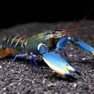 Supernova AKA Blue Moon Crayfish (Cherax boesemani)