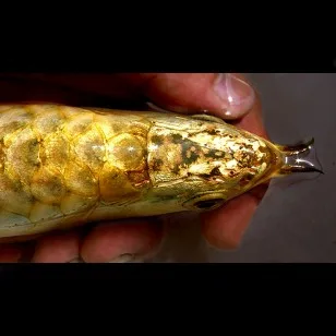 SUPREME GOLDEN HEAD 24K CROSSBACK AROWANA